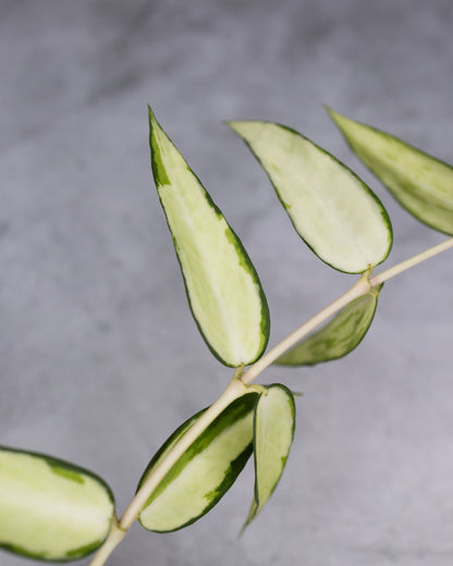 Hoya burmanica (Variegaed)