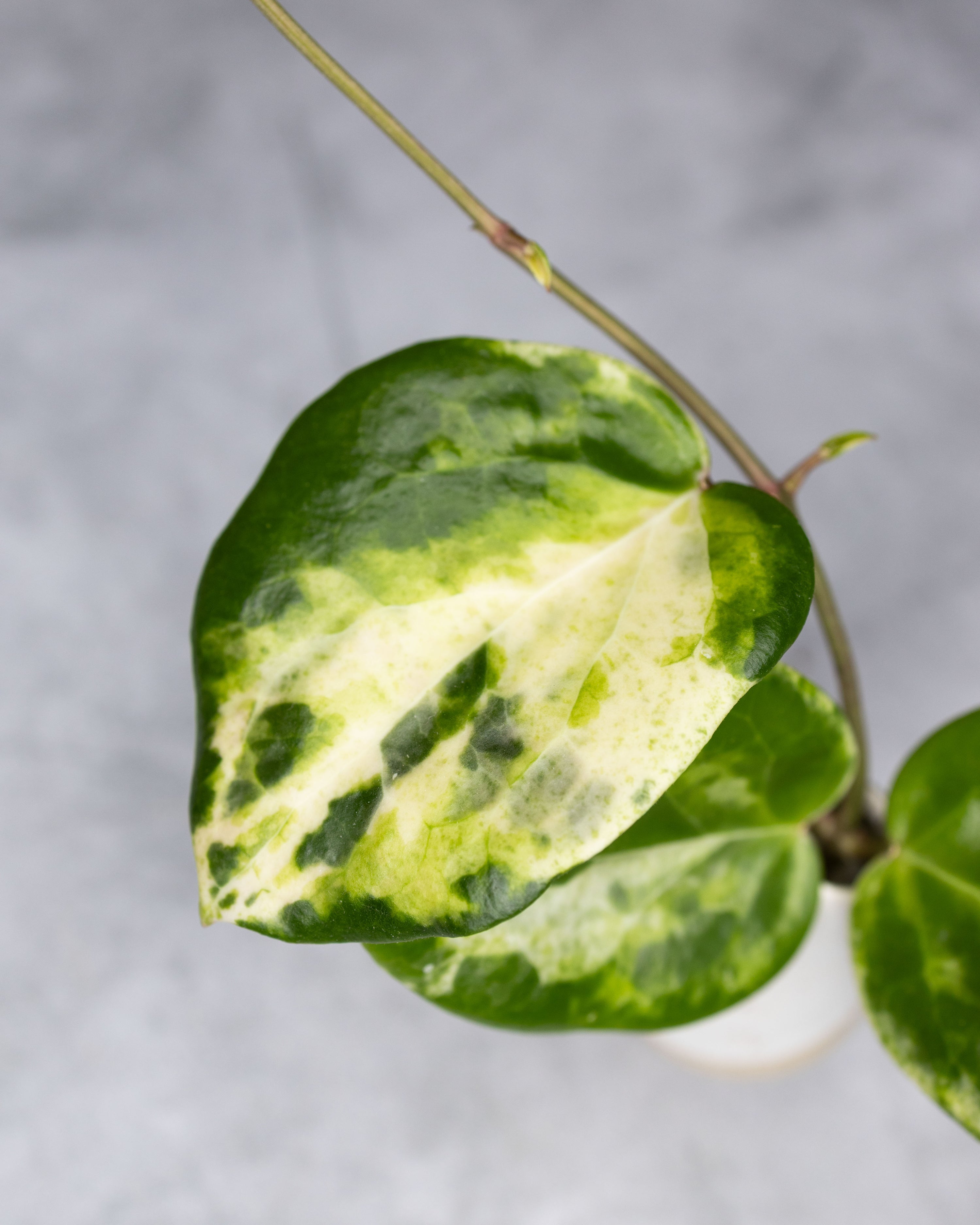Hoya &