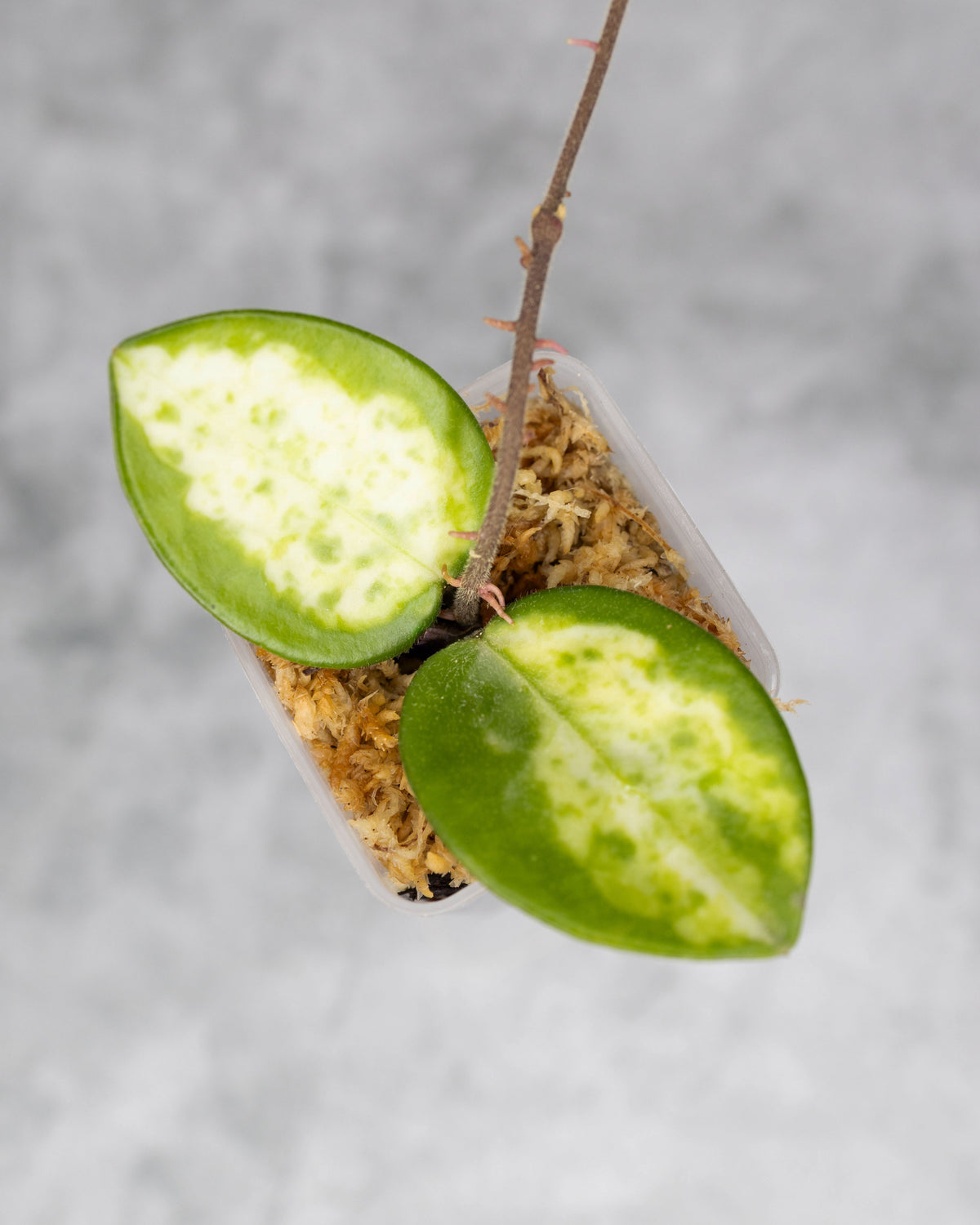 Hoya carnosa &