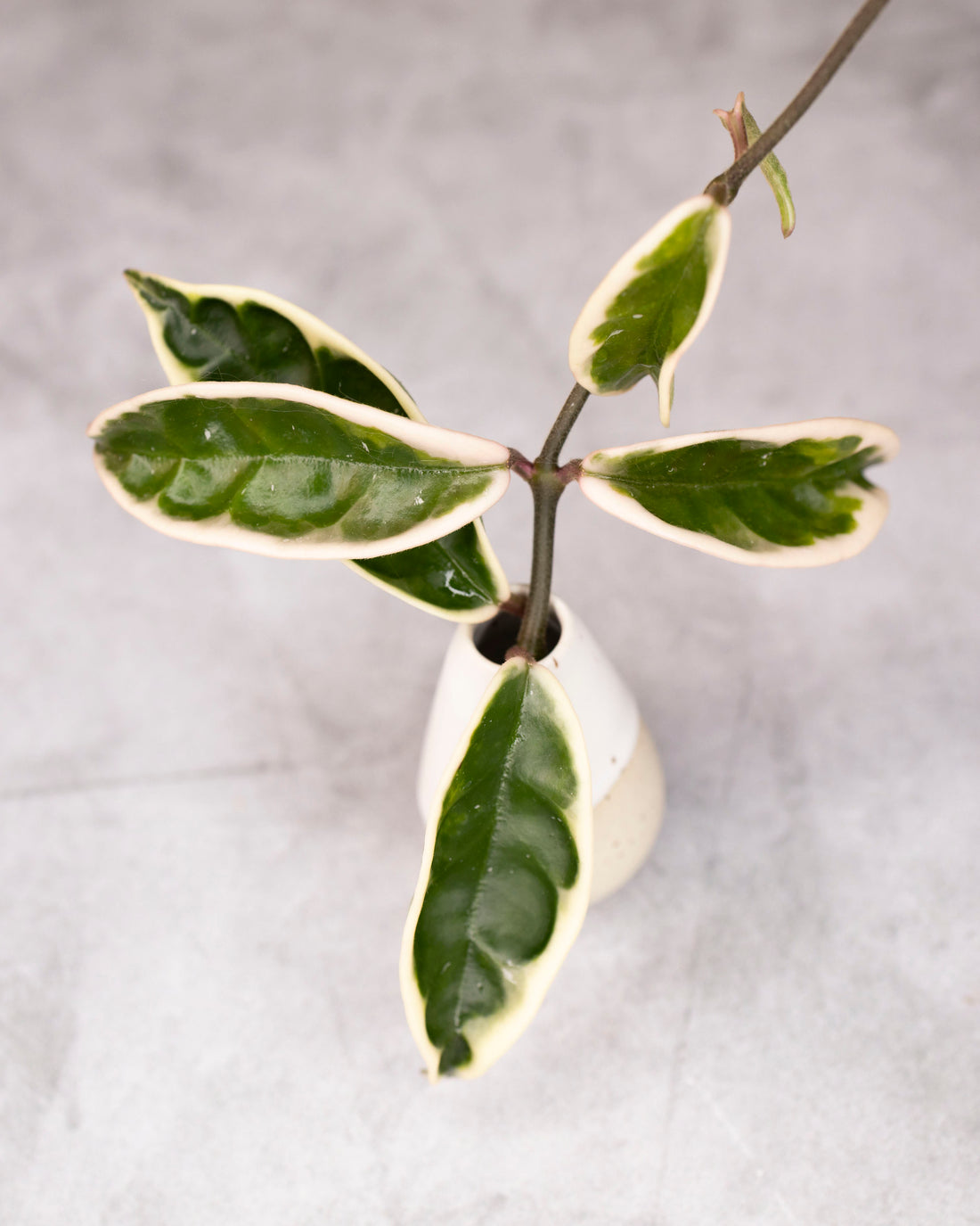 Small potted plant with green leaves on a light gray background