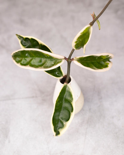 Small potted plant with green leaves on a light gray background