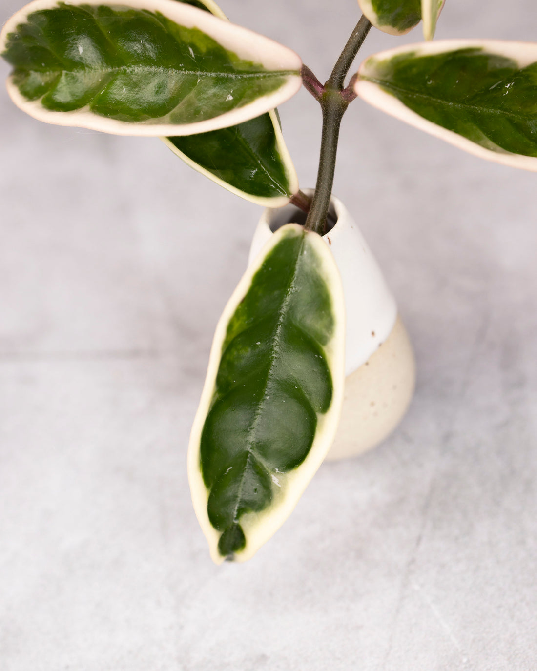 Close-up of a plant with green and white leaves on a light gray background