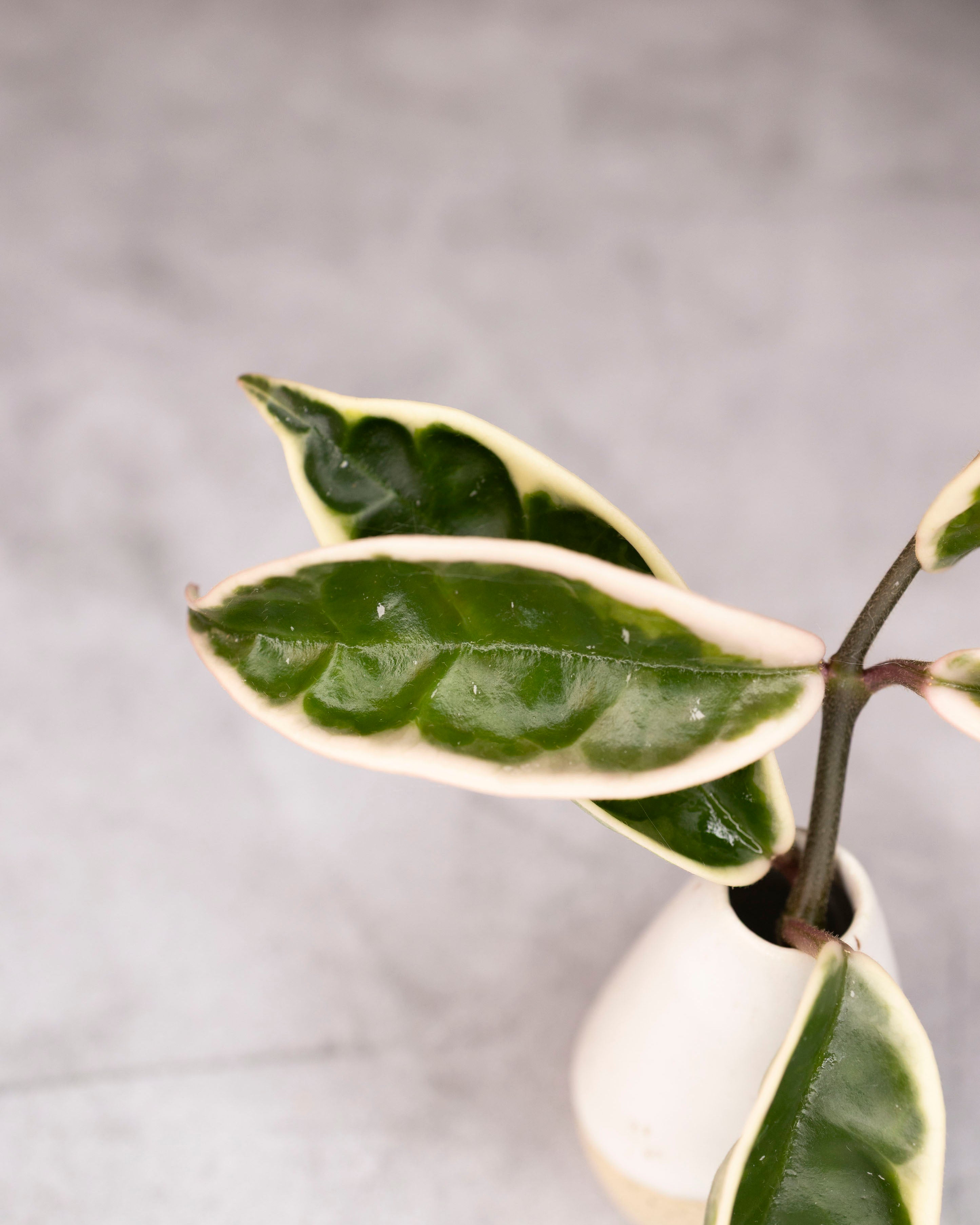 Variegated houseplant in a white pot on a gray background