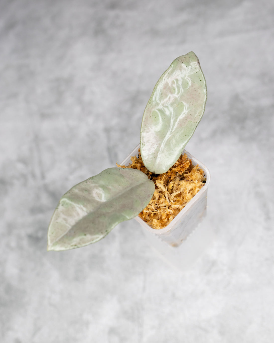 Hoya carnosa &