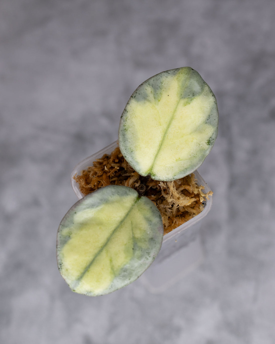 Hoya carnosa &