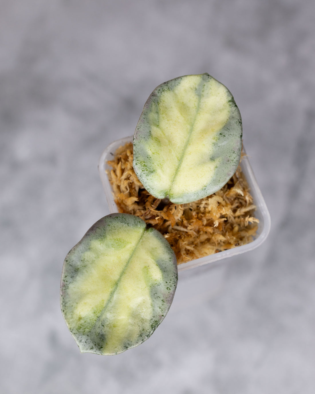 Hoya carnosa &