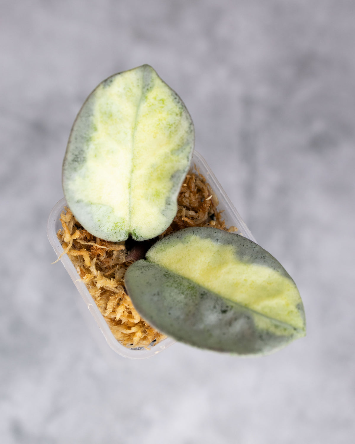 Hoya carnosa &