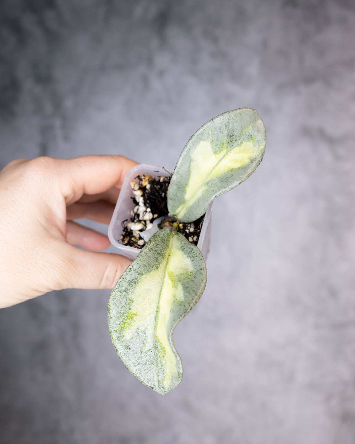Hoya carnosa &