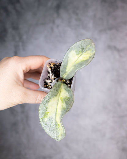 Hoya carnosa &