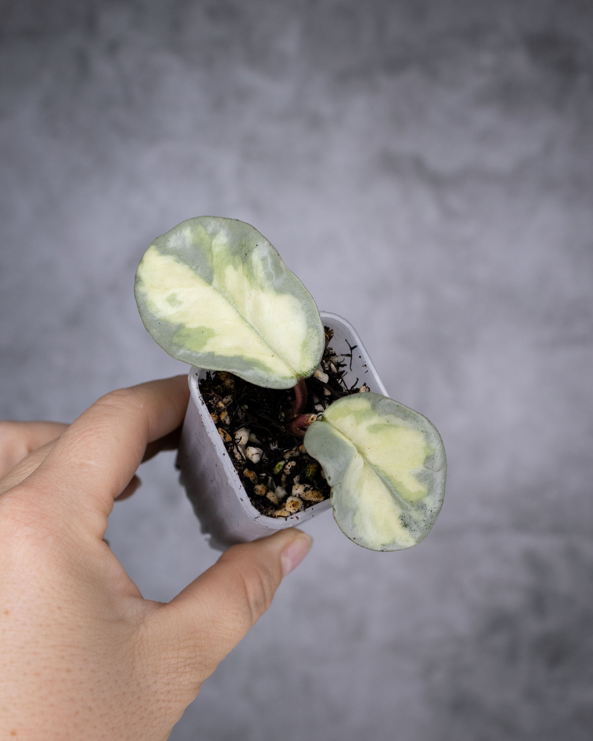 Hoya carnosa &