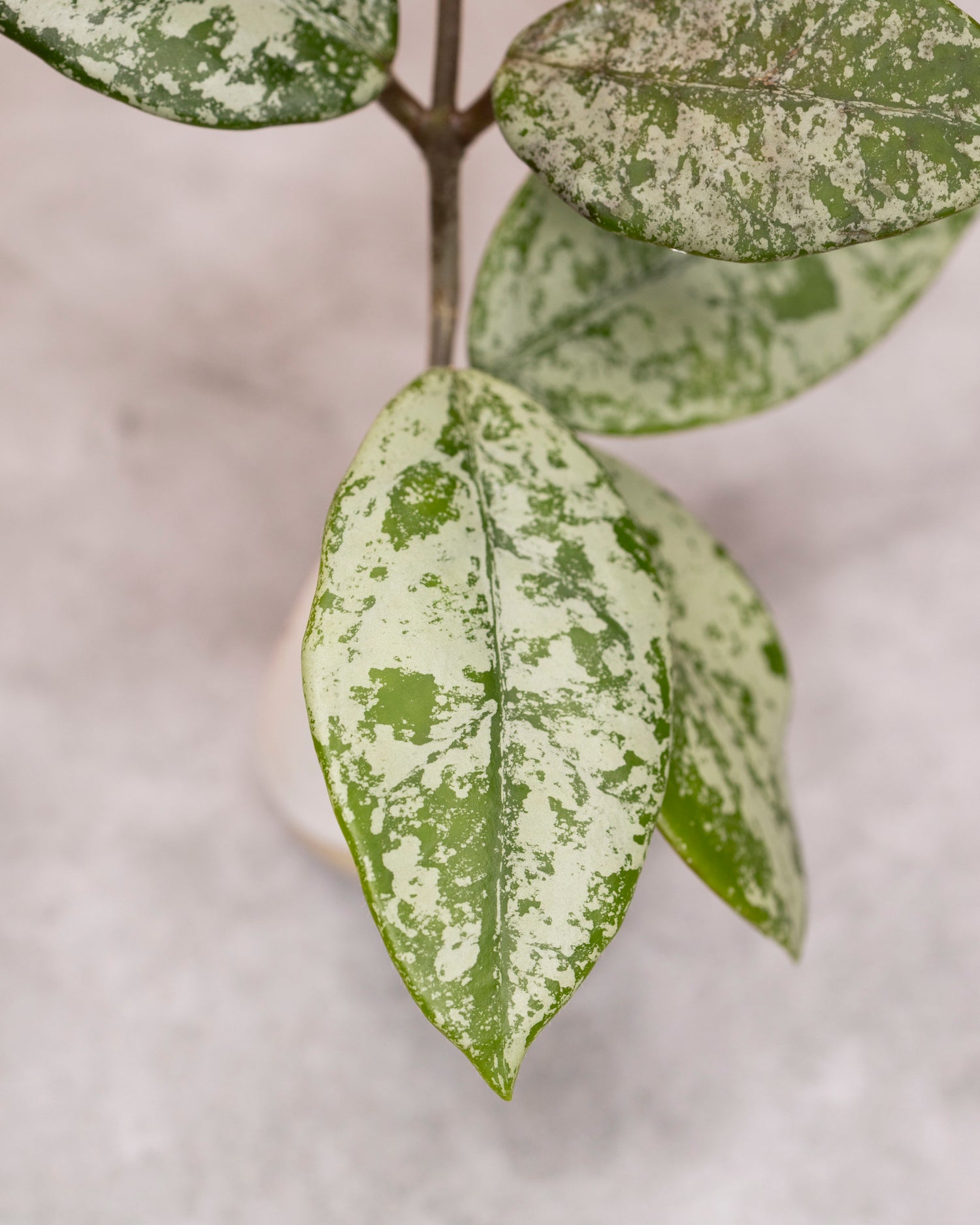 Hoya carnosa &