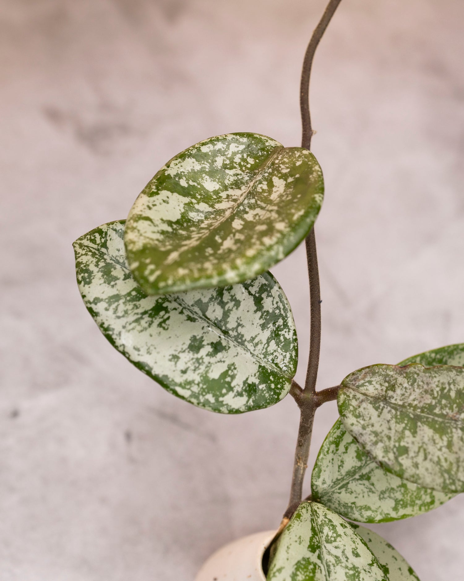Hoya carnosa &