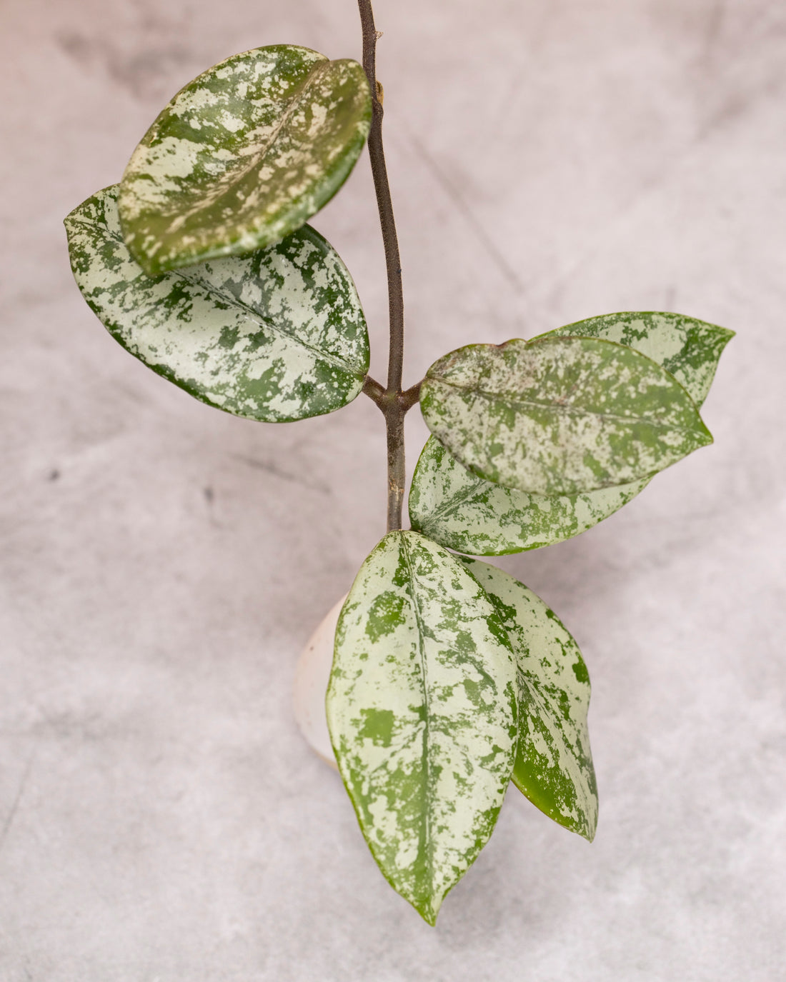 Hoya carnosa &