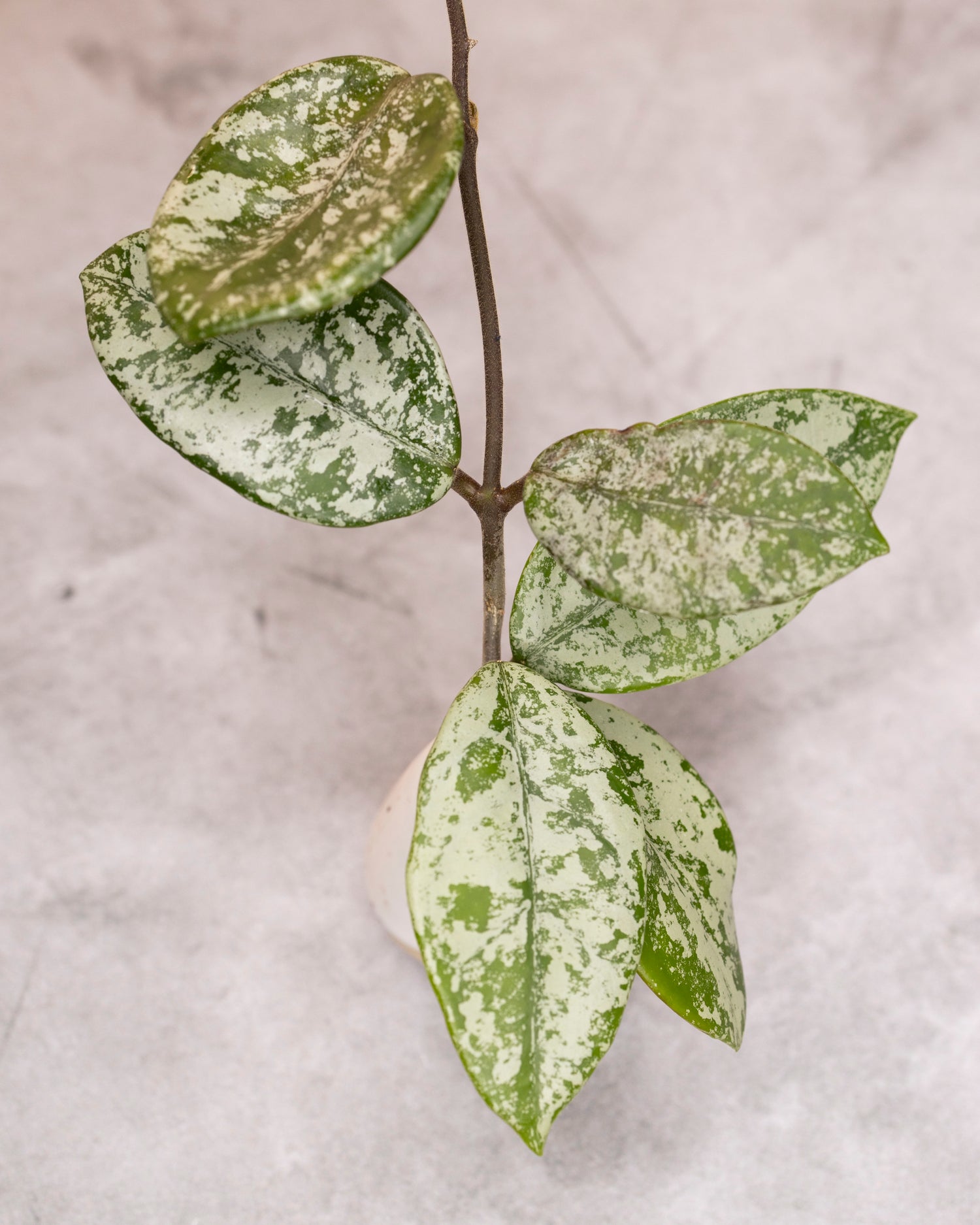 Hoya carnosa &