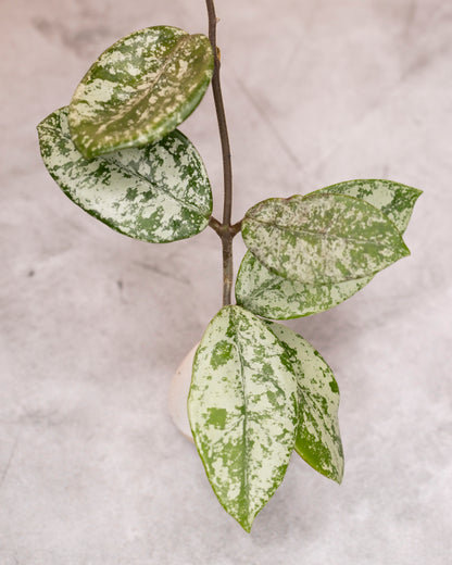 Hoya carnosa &