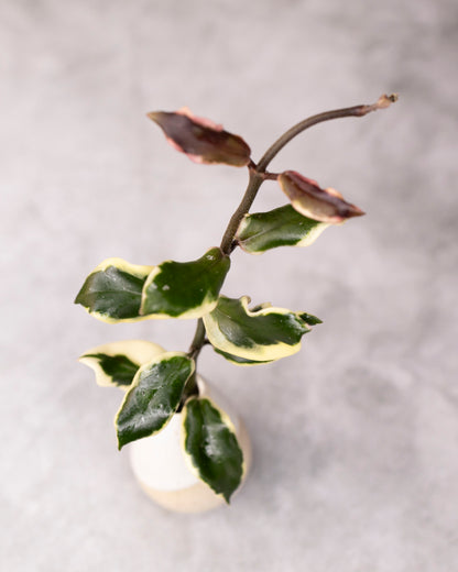 Hoya carnosa &