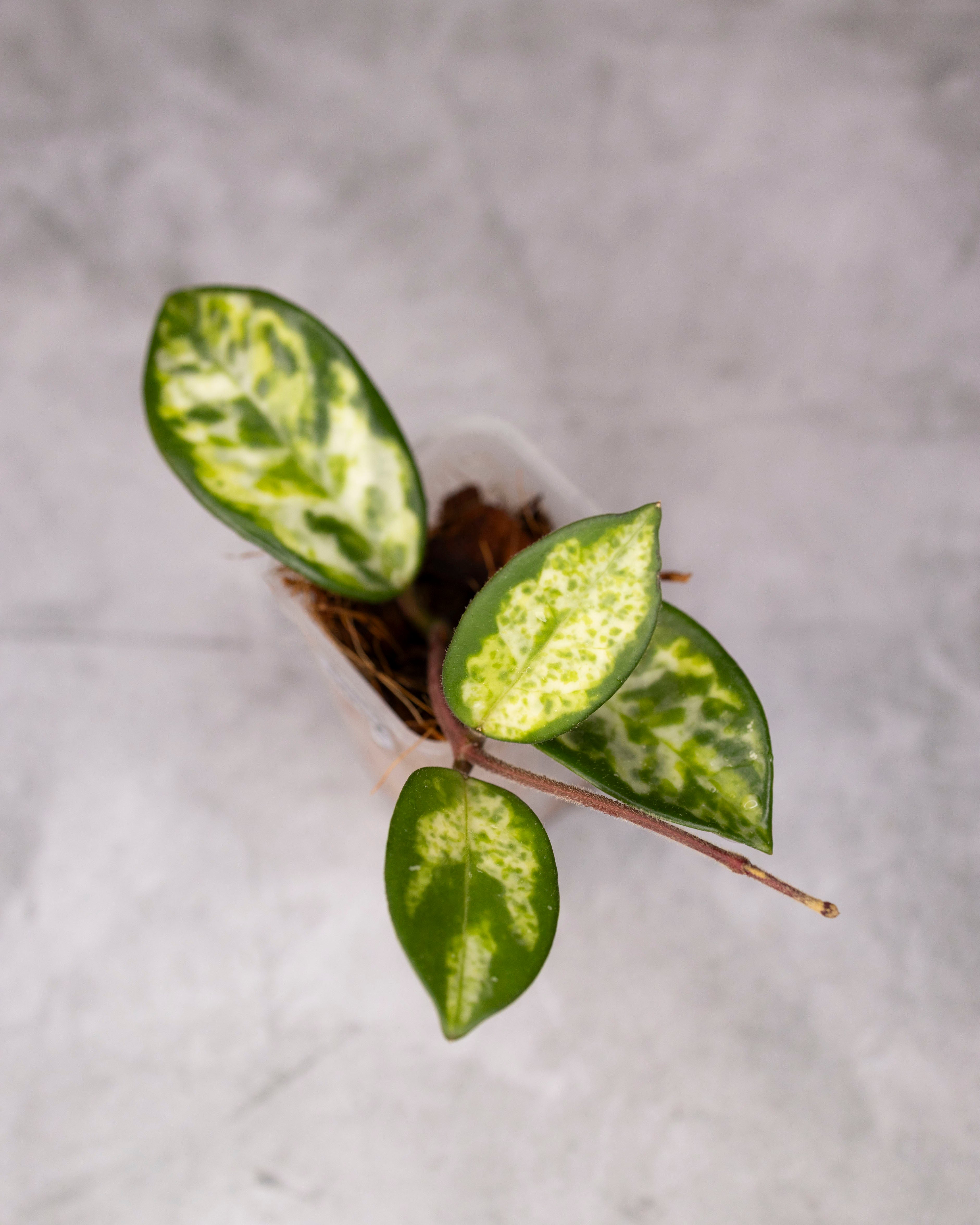Small potted plant with green and white leaves on a gray background