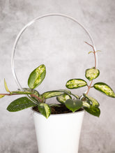 Potted plant with a white circular container on a gray background