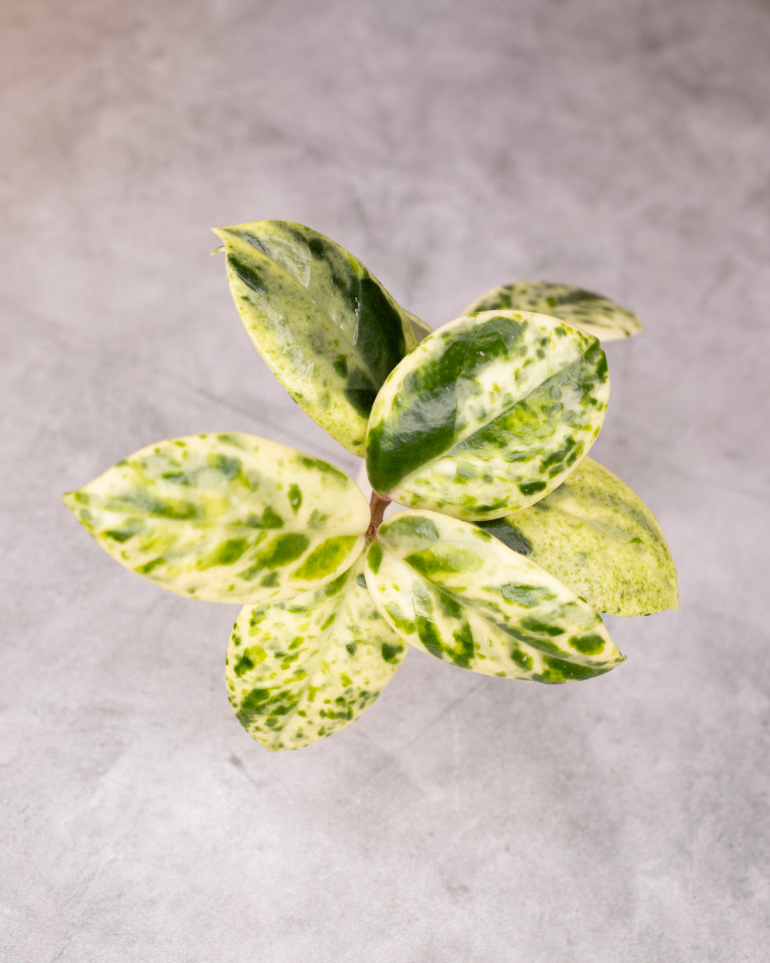 Hoya carnosa &