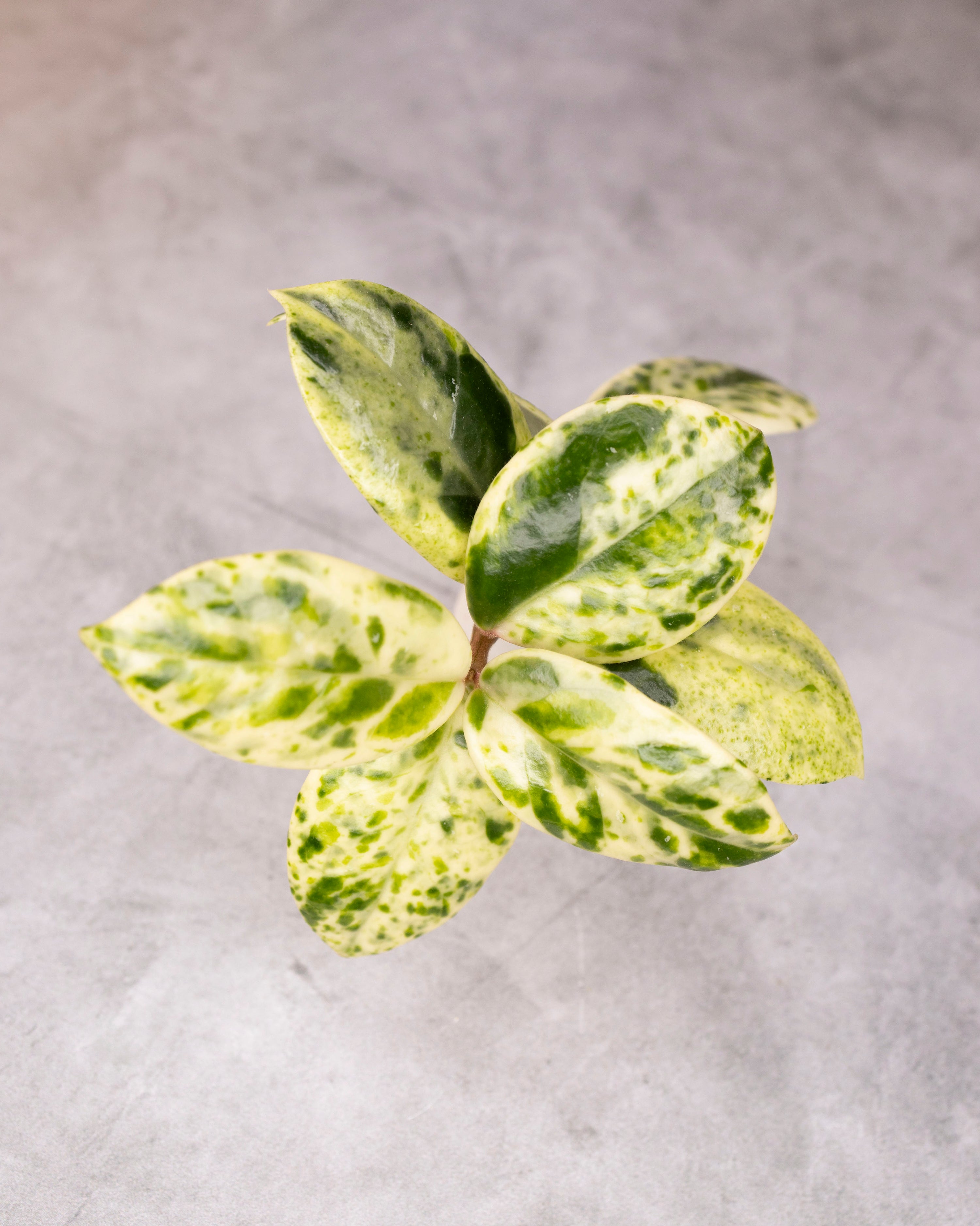 Hoya carnosa &