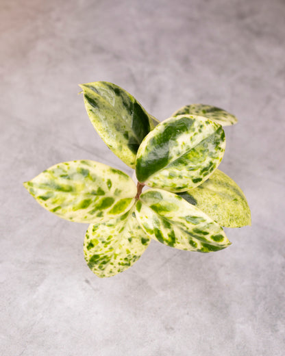 Hoya carnosa &