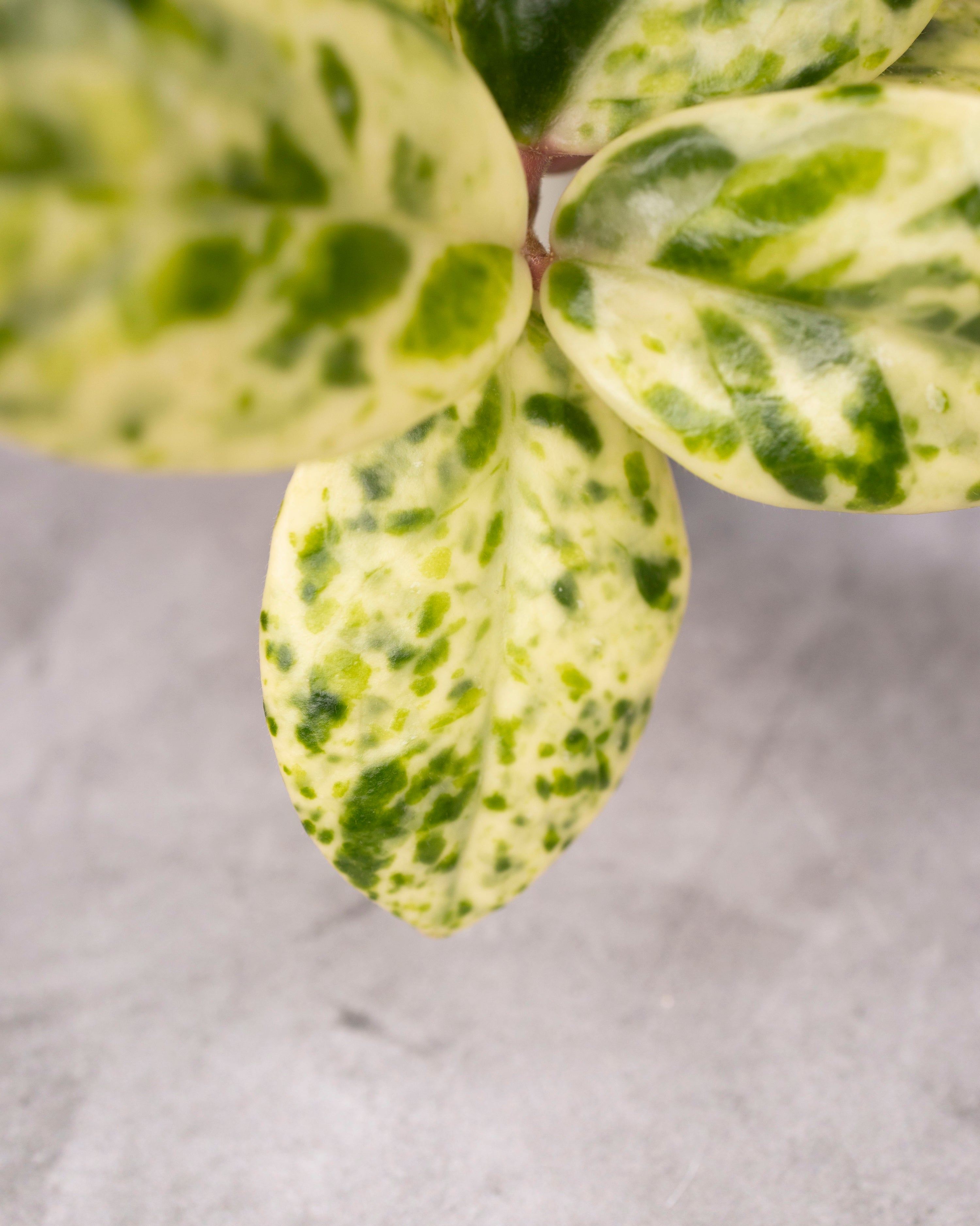 Hoya carnosa &