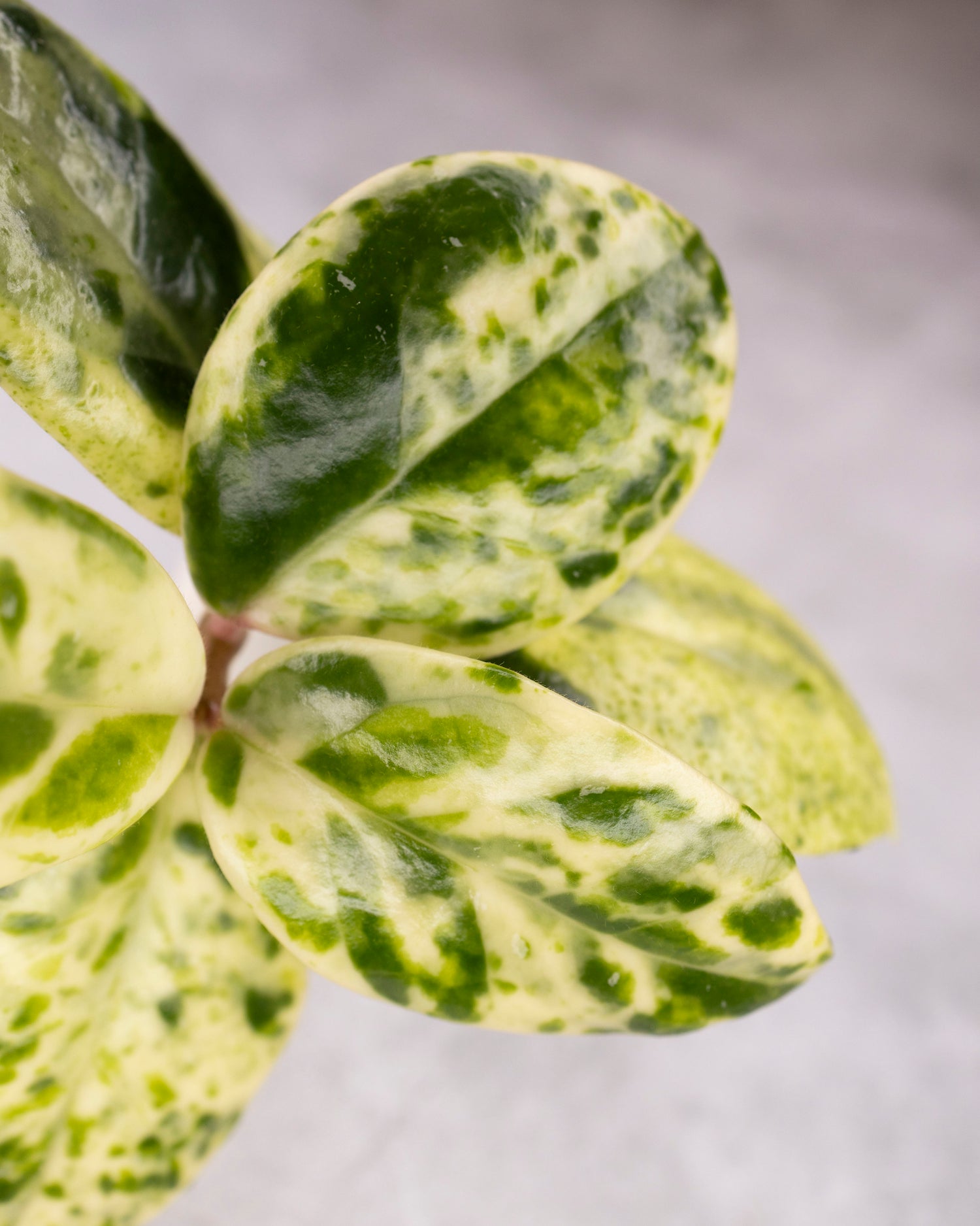 Hoya carnosa &
