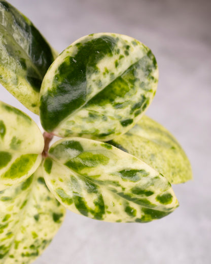 Hoya carnosa &