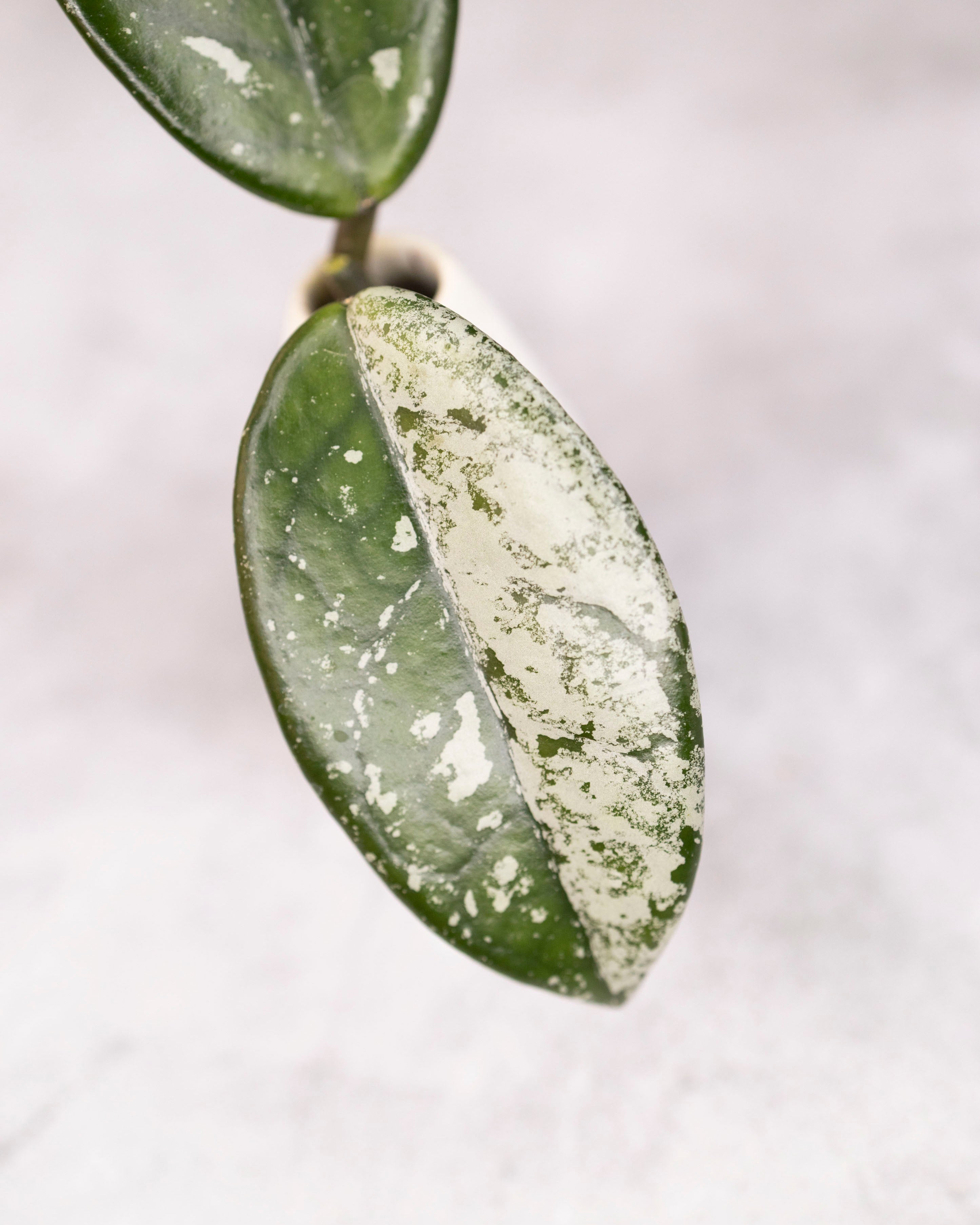 Hoya carnosa &