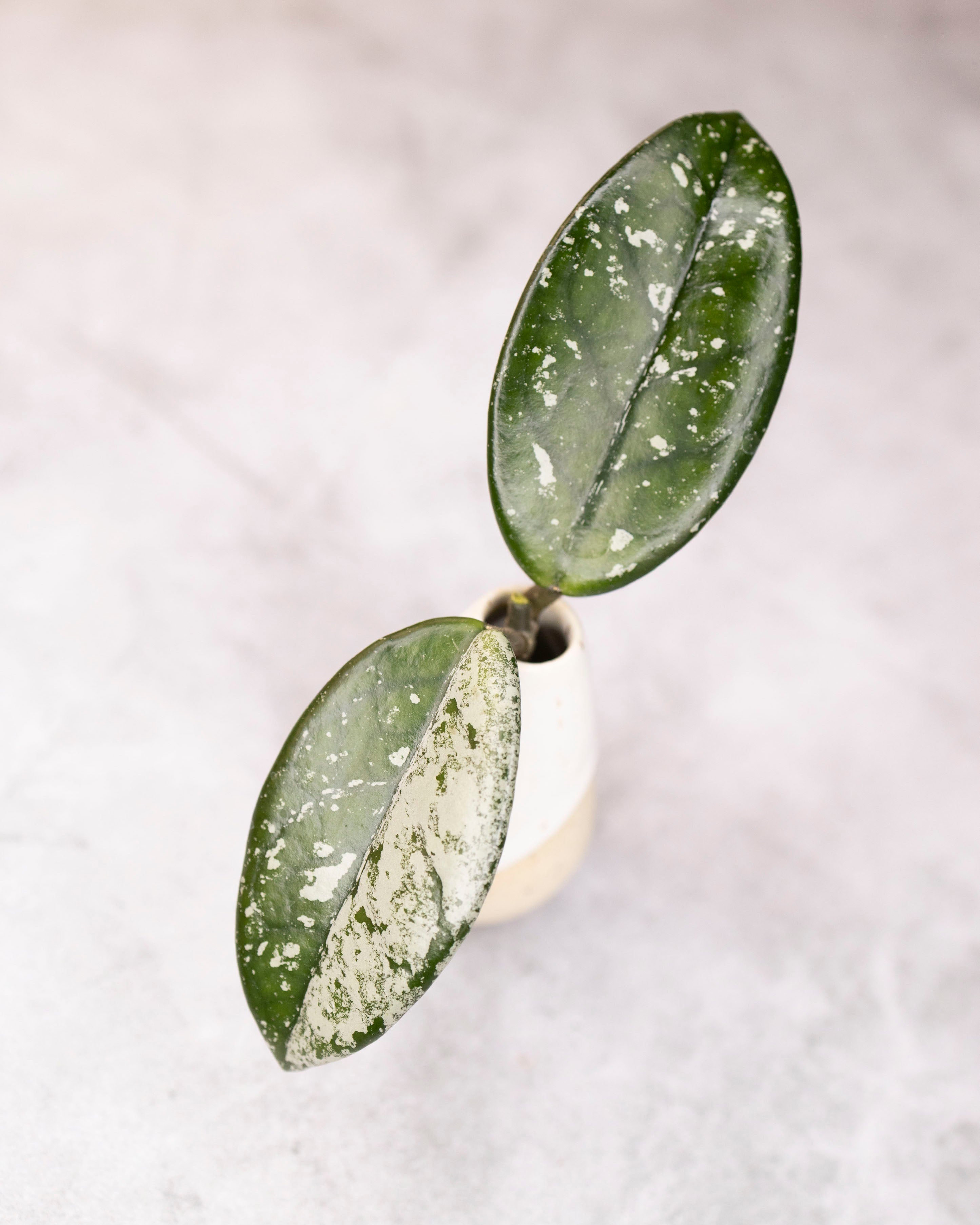 Hoya carnosa &