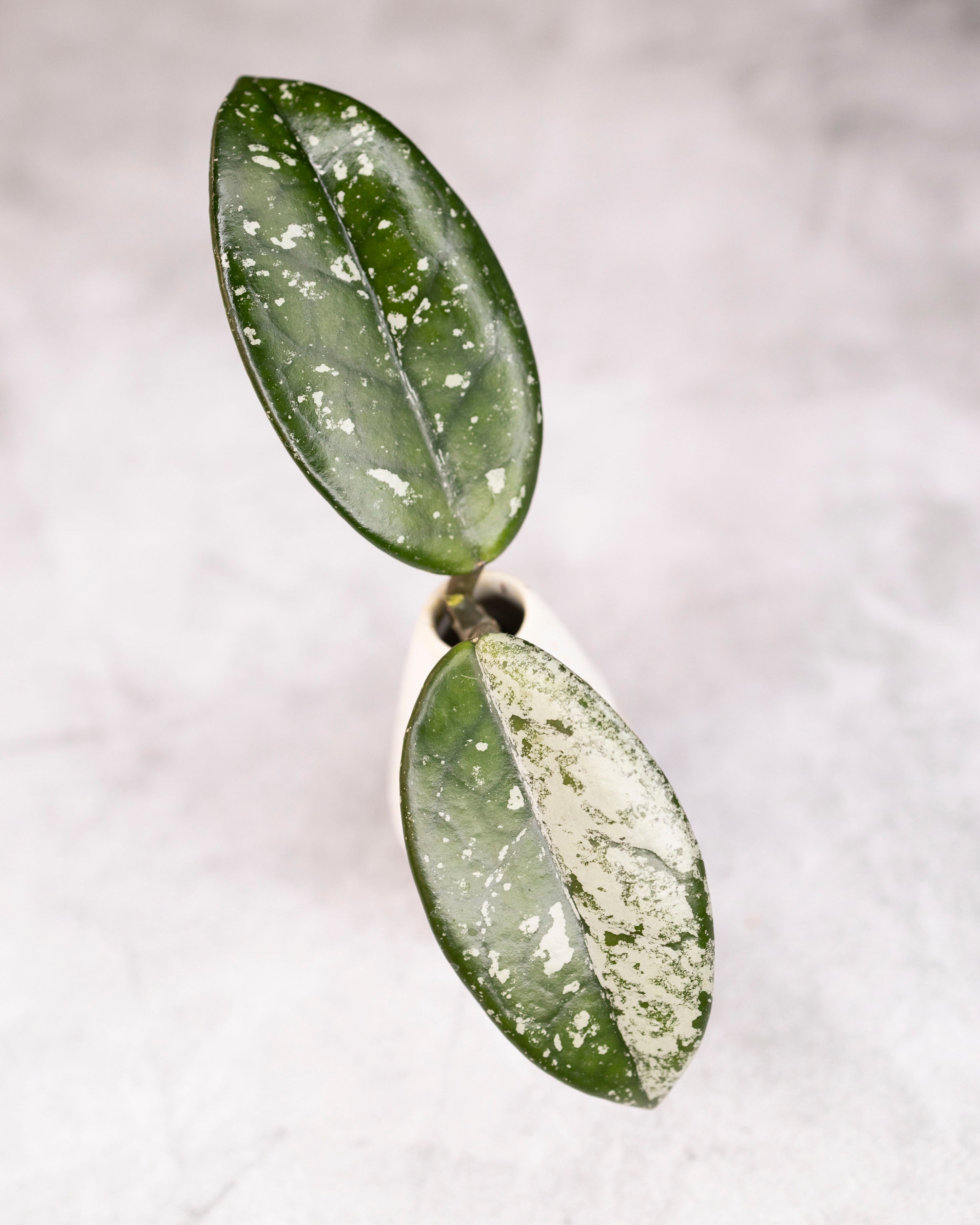 Hoya carnosa &