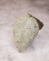 Hoya caudata Argene cutting