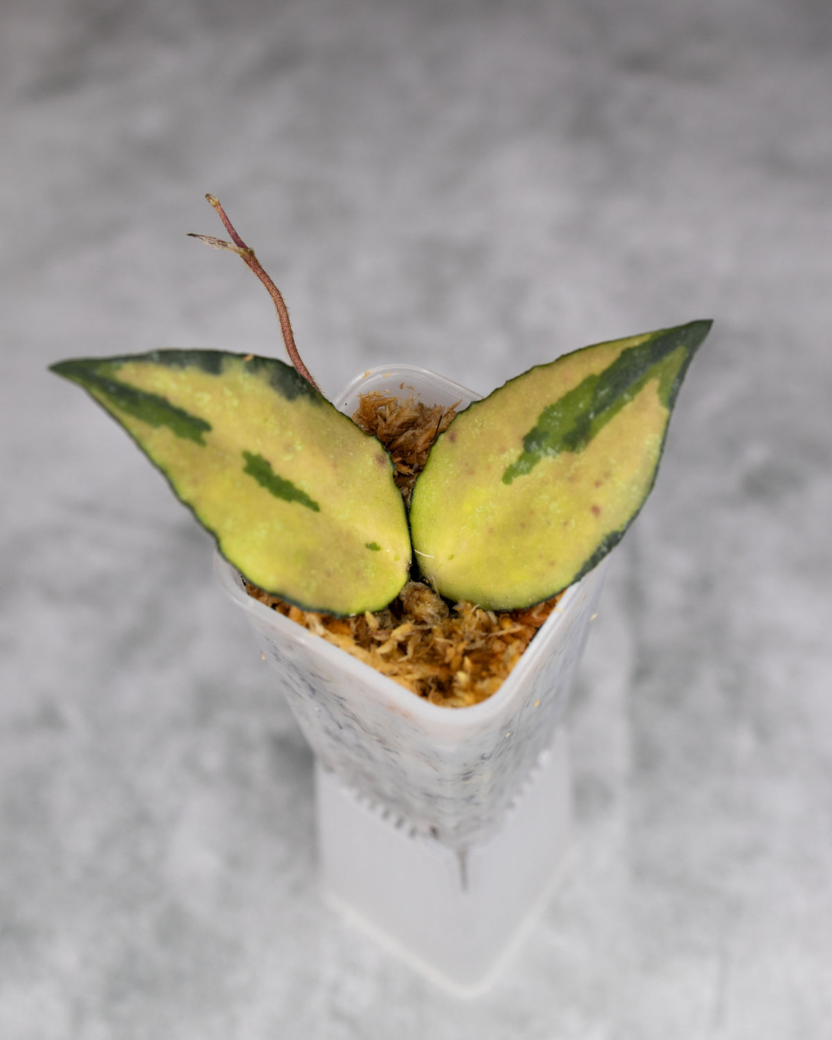 Hoya caudata (Variegated)