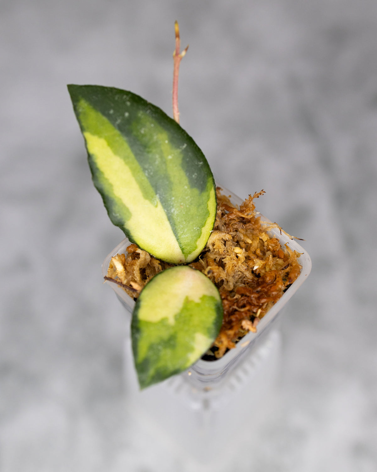 Hoya caudata (Variegated)