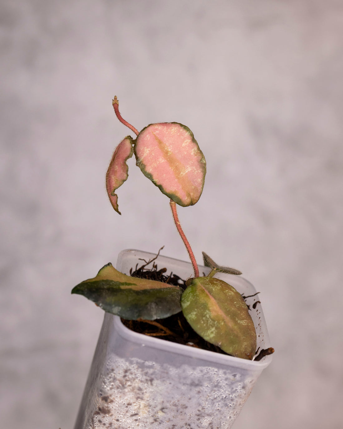 Hoya caudata (Variegated)
