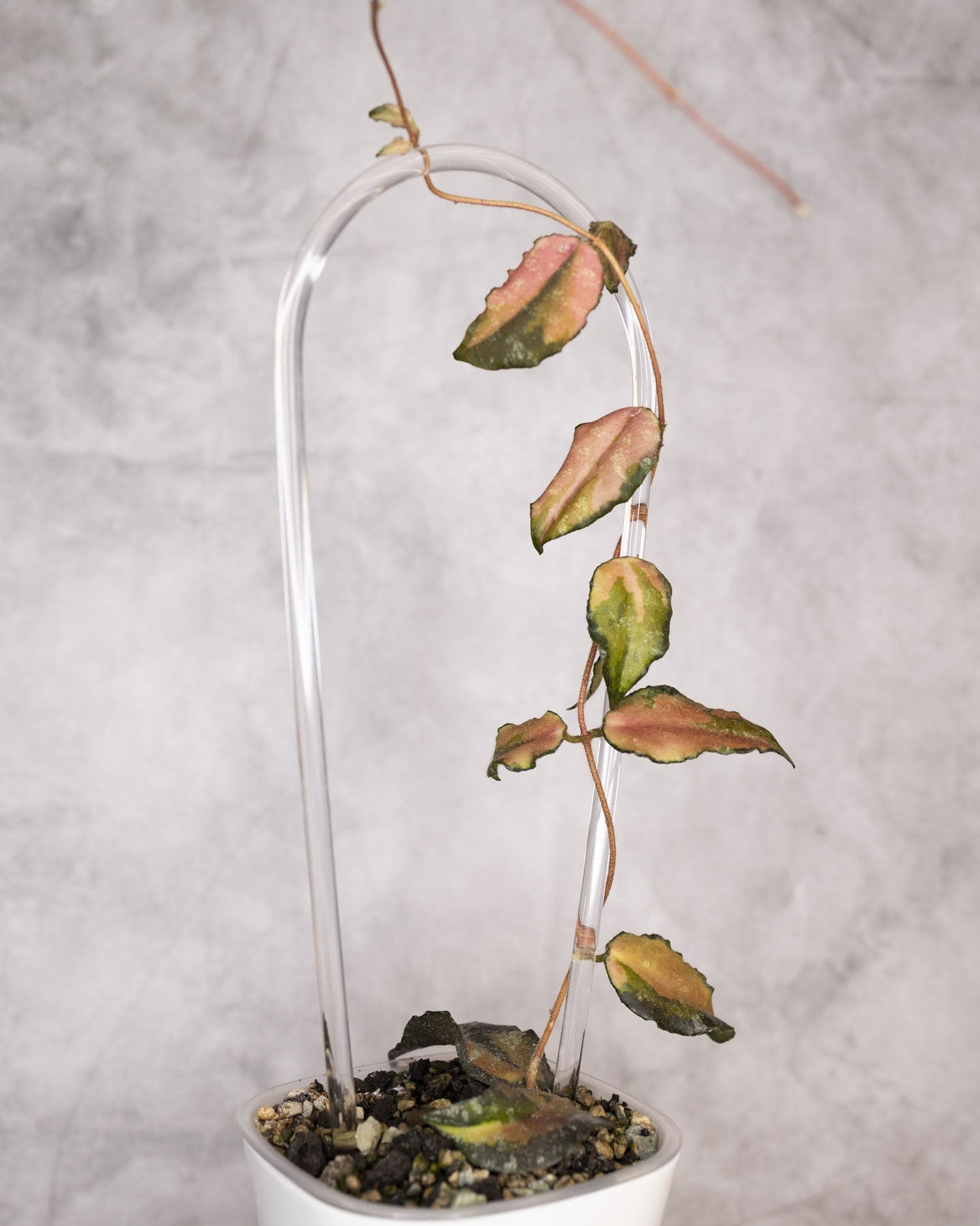 Small potted plant inside a transparent terrarium on a plain background