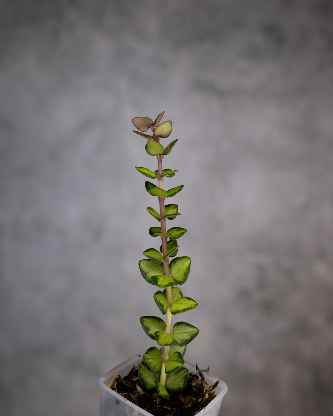 Hoya chinghungensis variegated