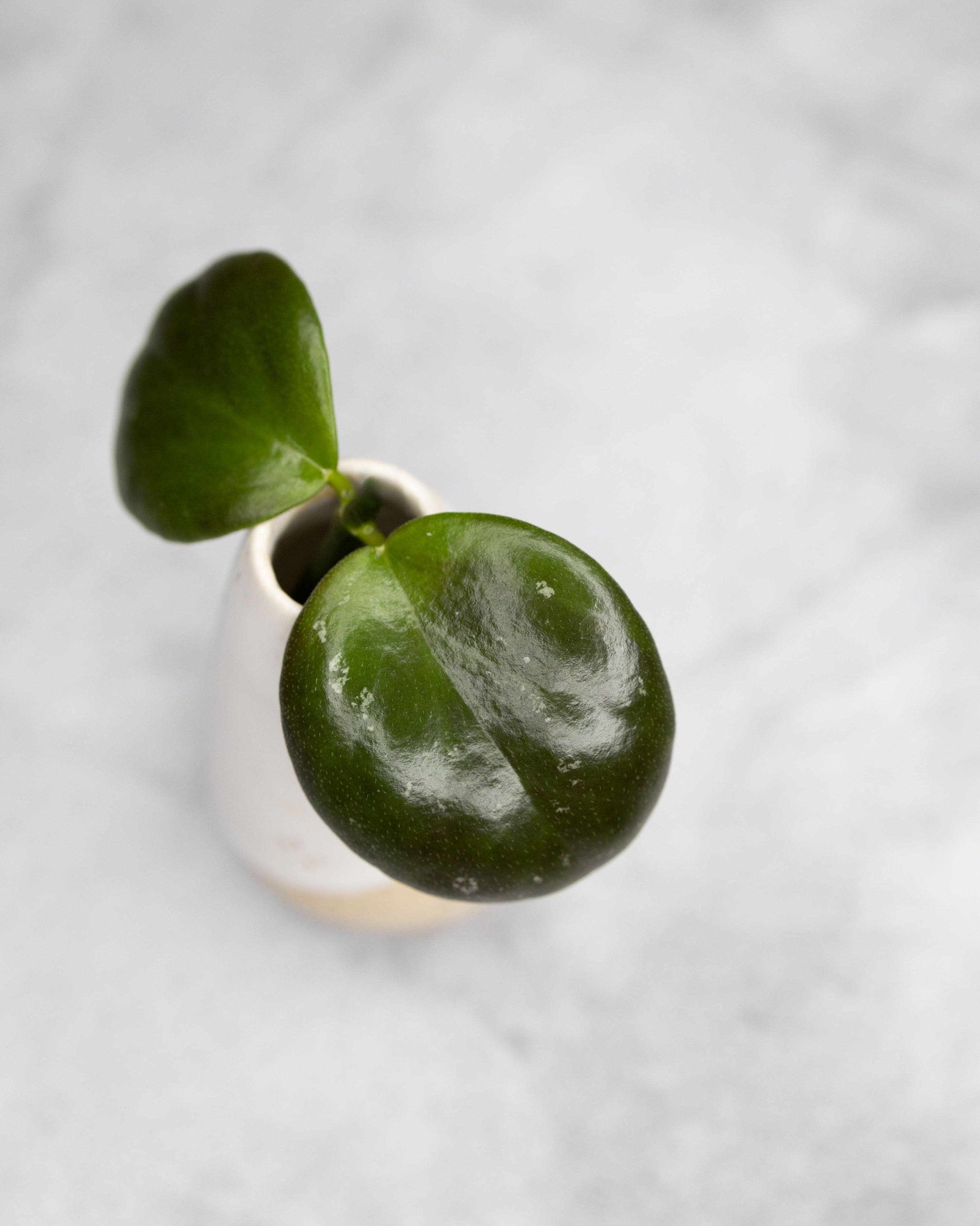 Hoya &