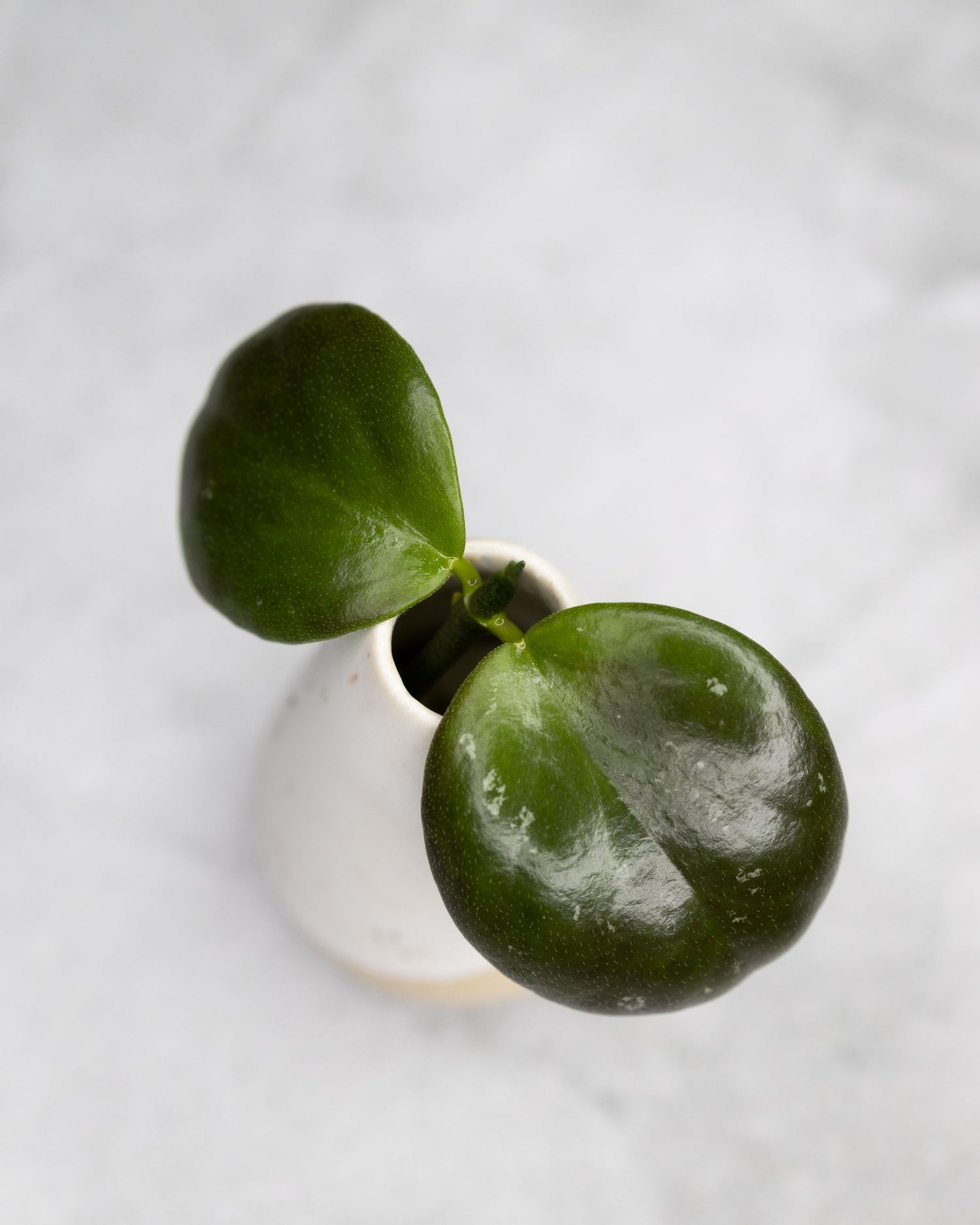 Hoya &