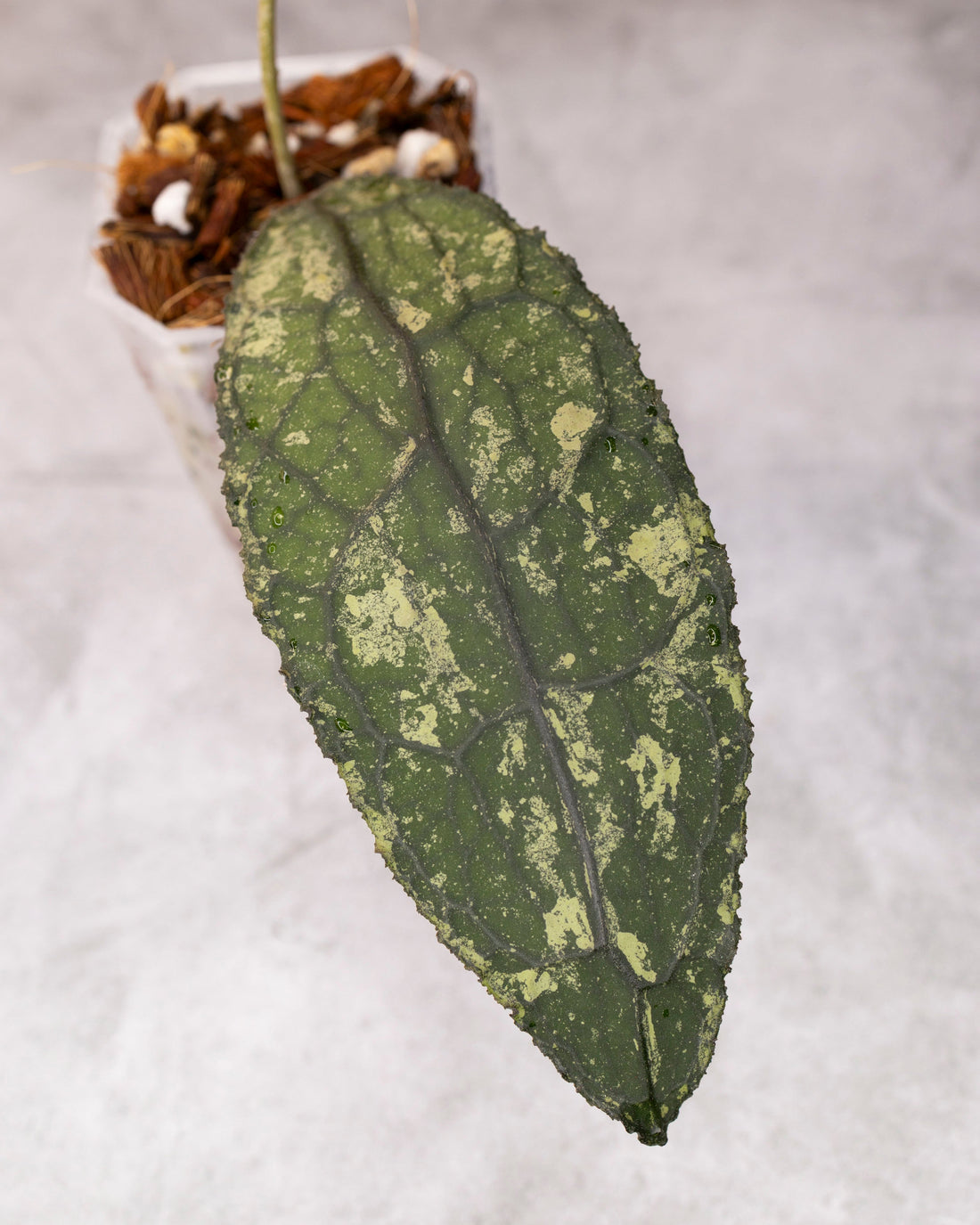 Large green leaf with a textured surface on a light gray background