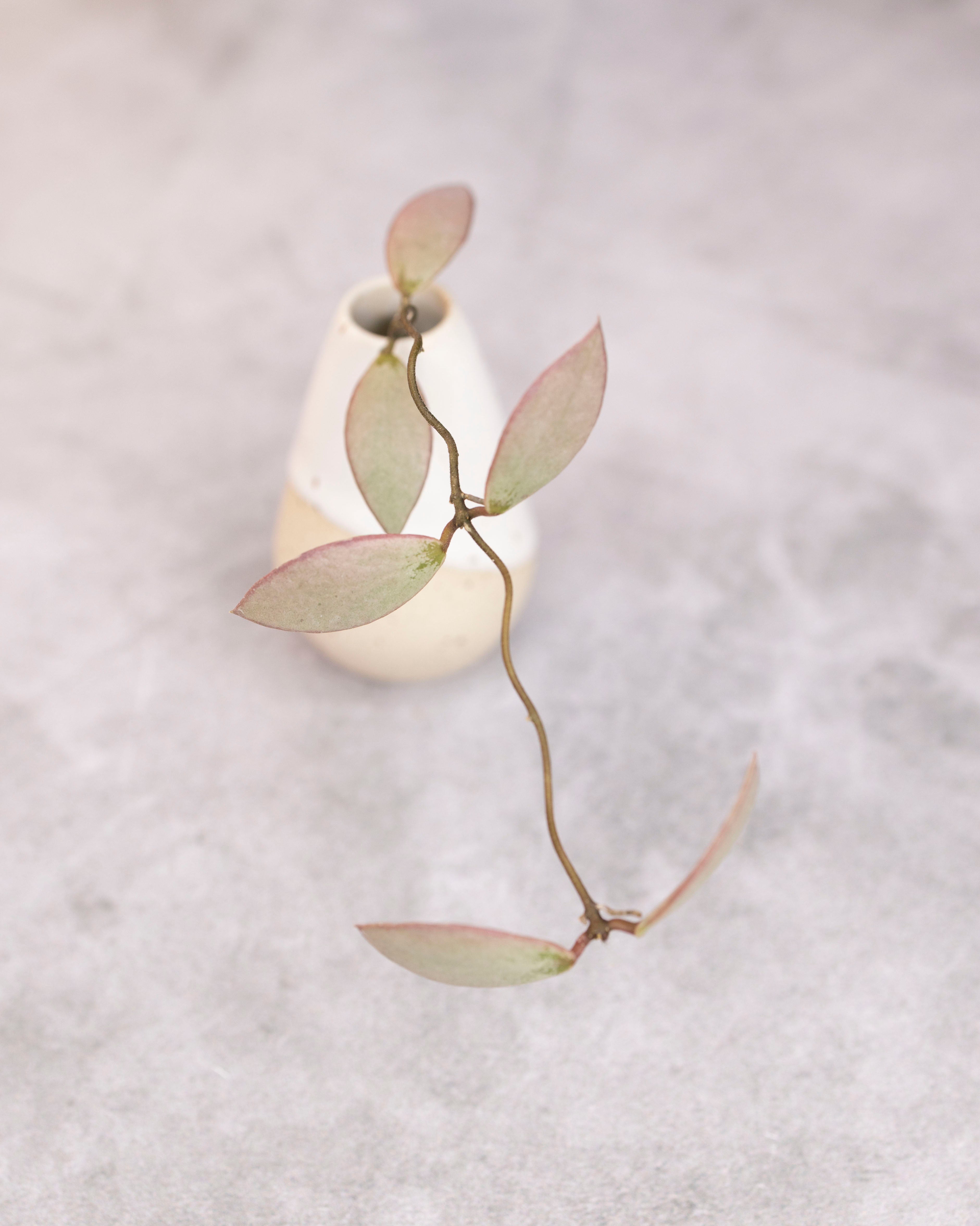 Small white vase with a branch on a textured gray background