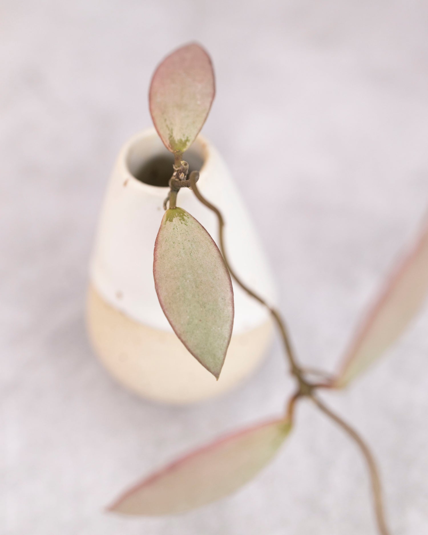 Hoya mini Coin, Silver