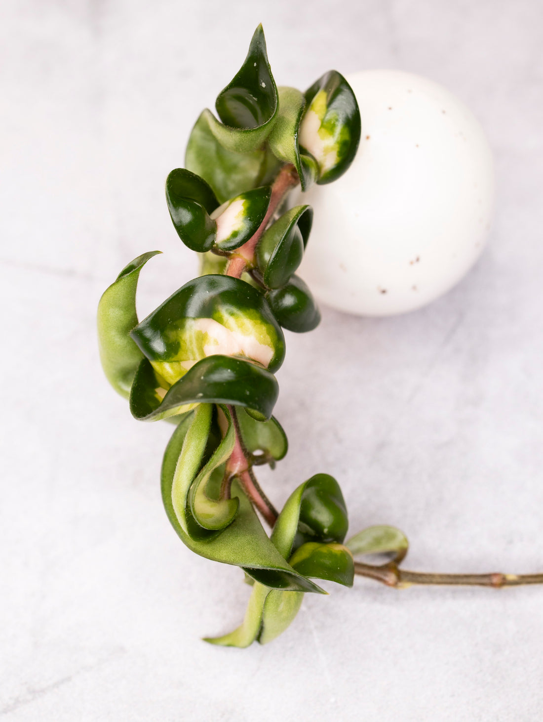 Green leafy branch on a white background