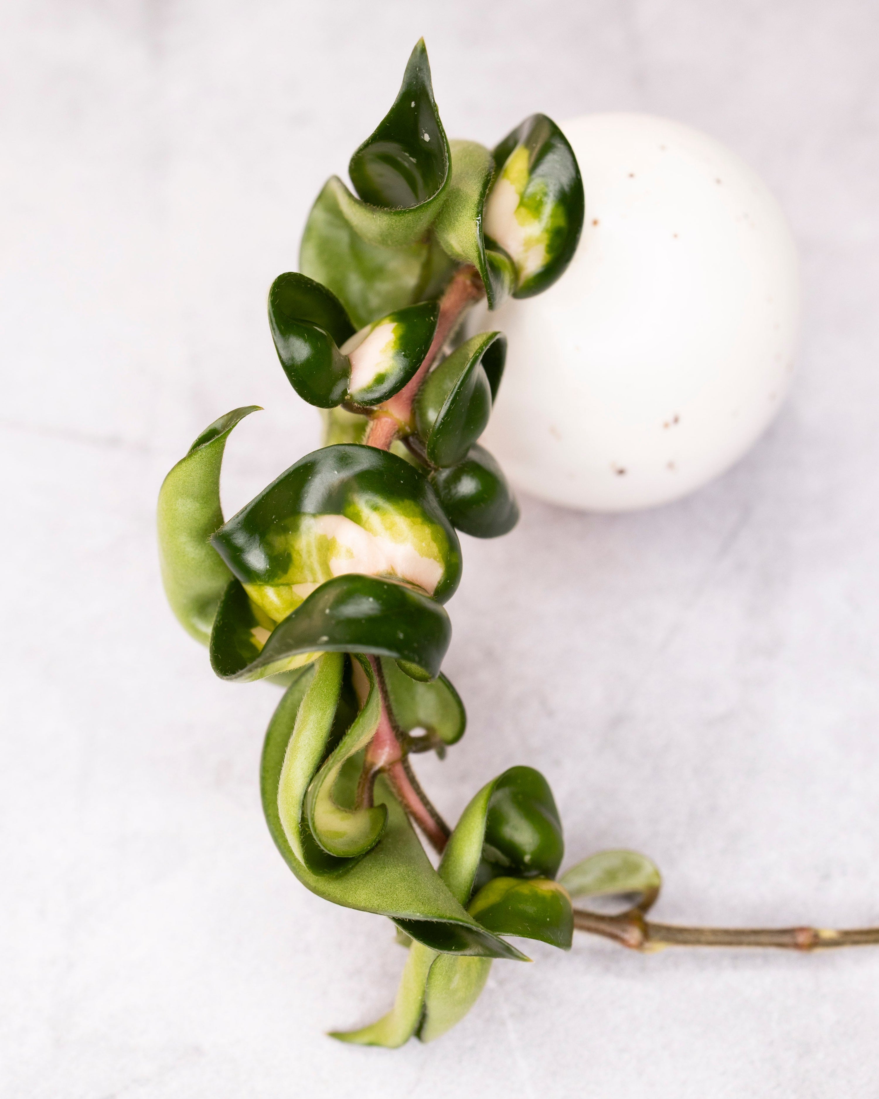 Green leafy branch on a white background