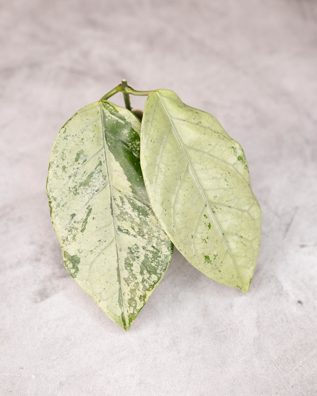 Hoya coriacea Silver
