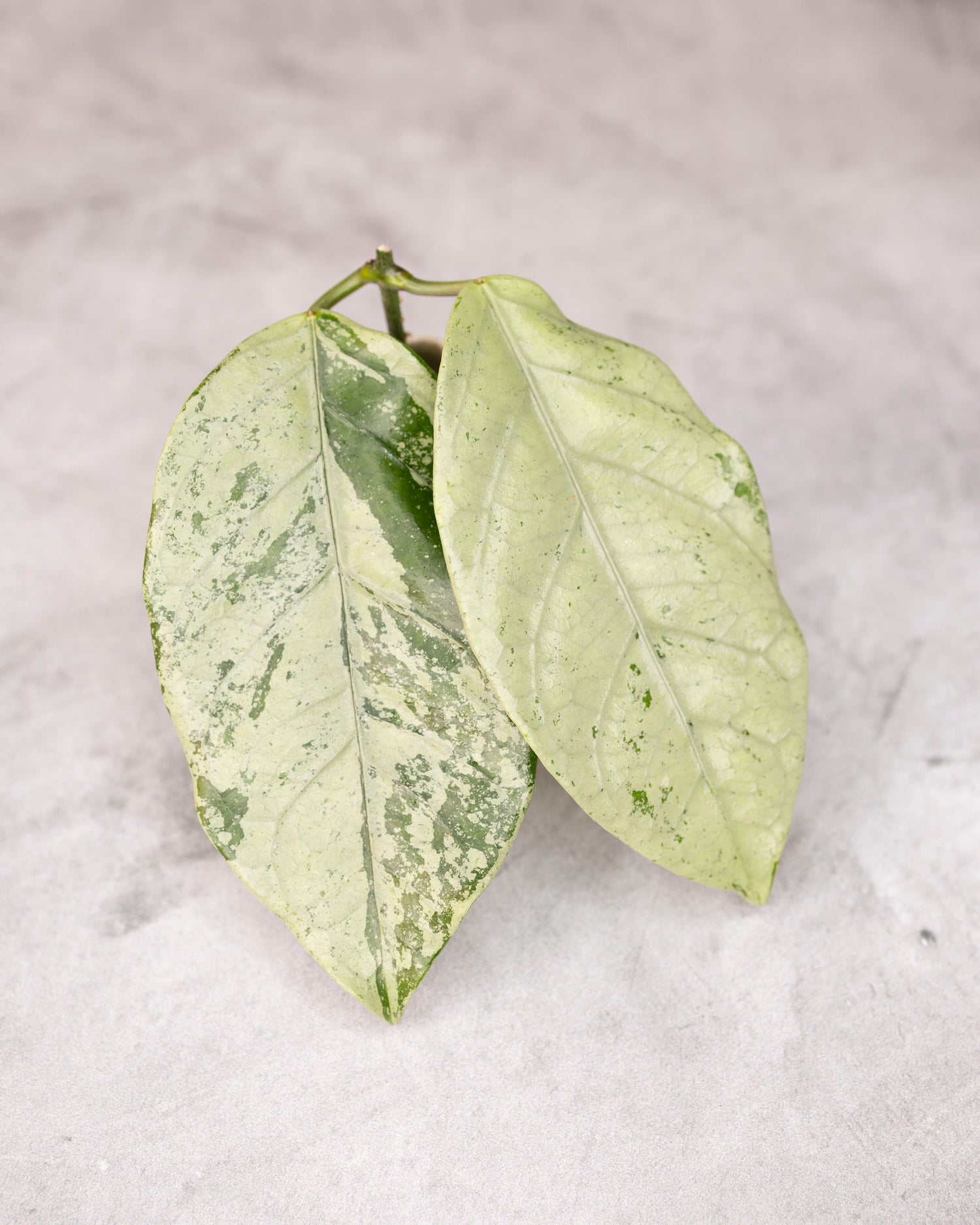 Hoya coriacea Silver