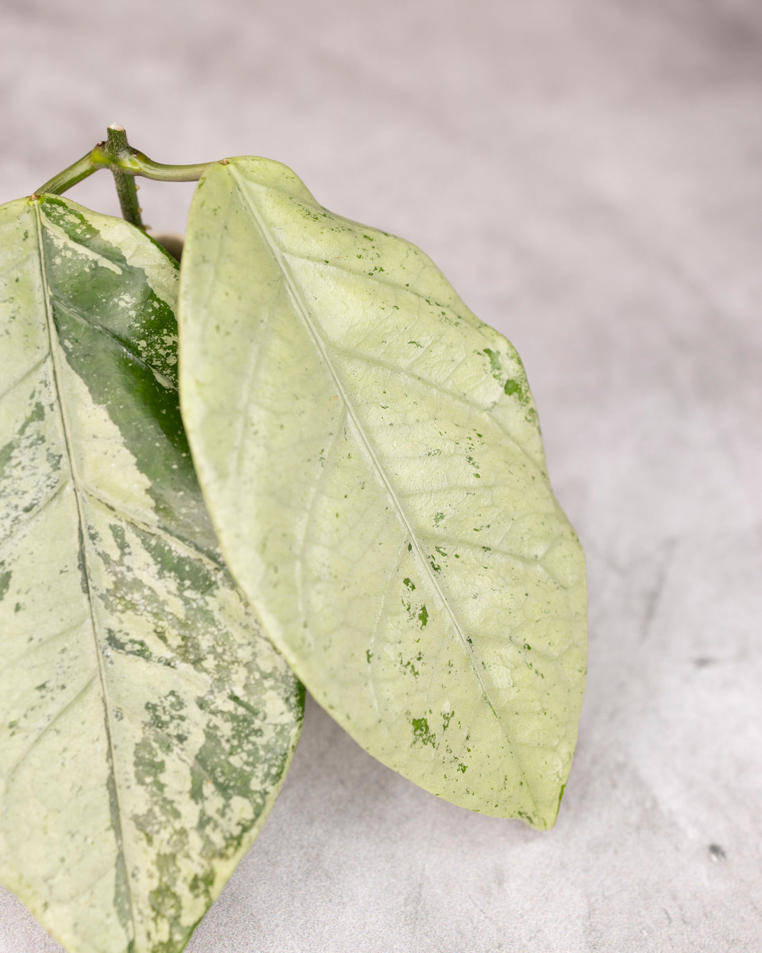 Hoya coriacea Silver