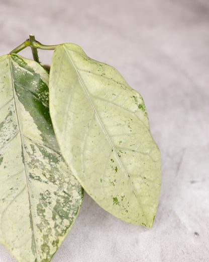 Hoya coriacea Silver