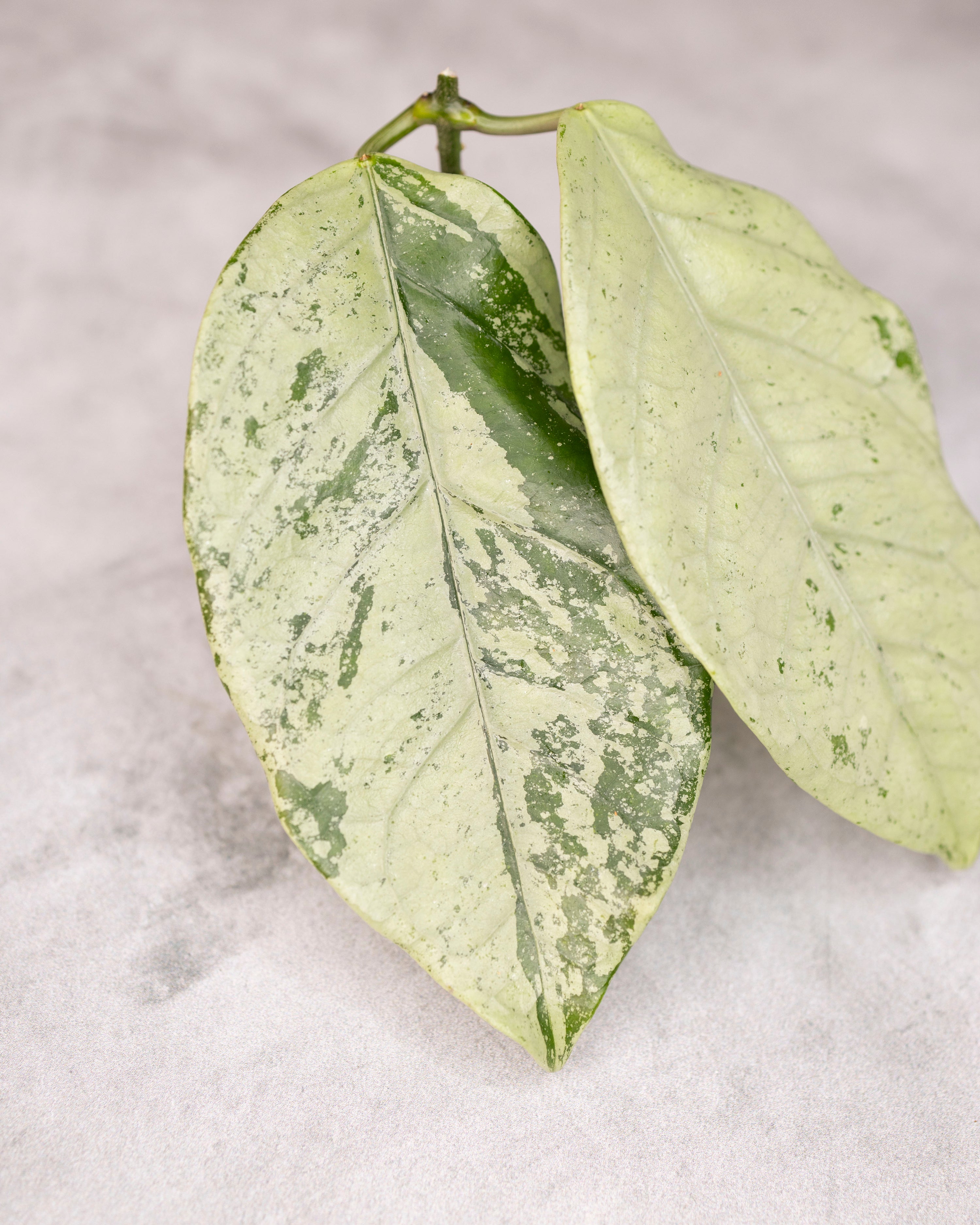 Hoya coriacea Silver