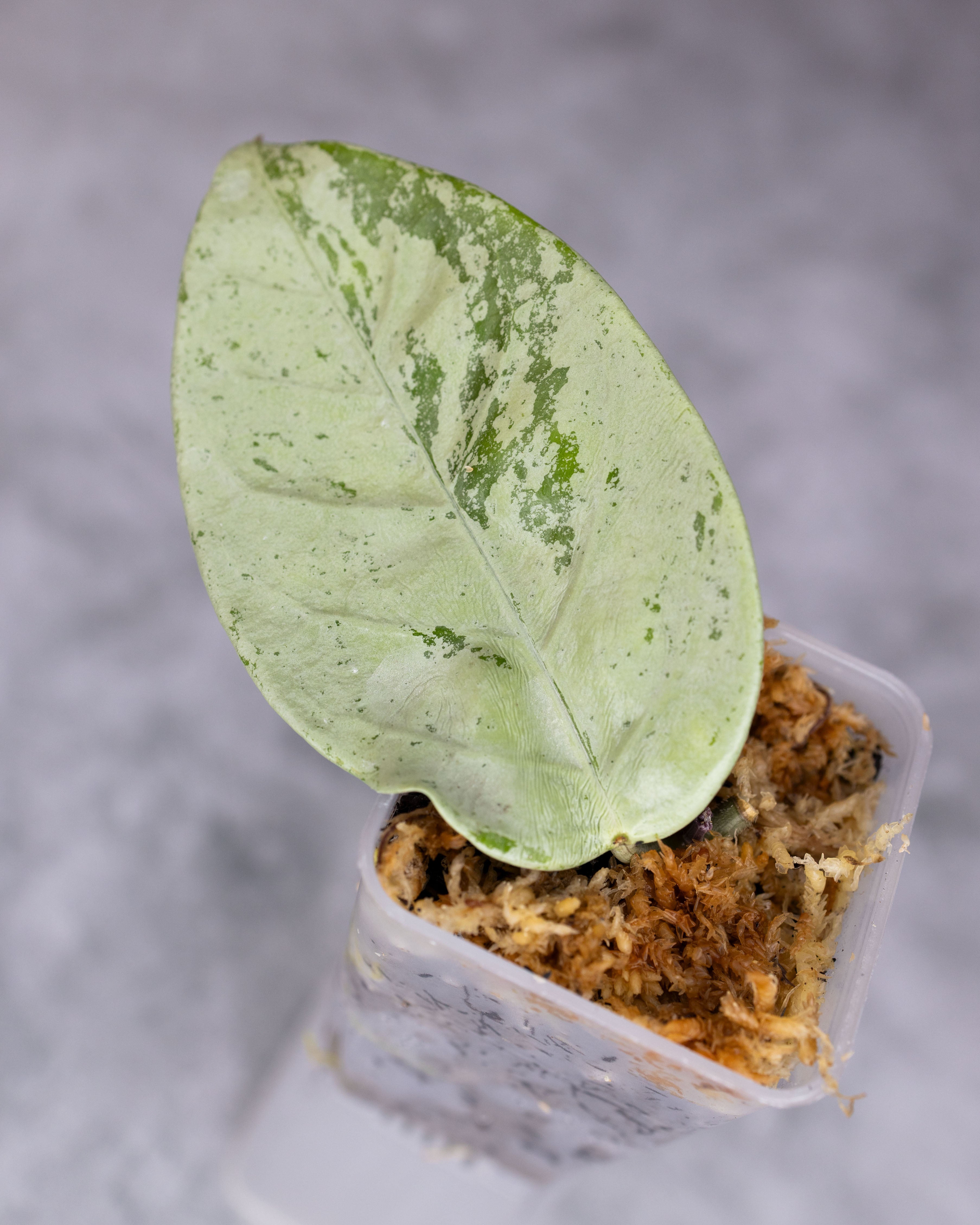 Hoya coriacea (Silver/Splash) – Hoya Cuttings